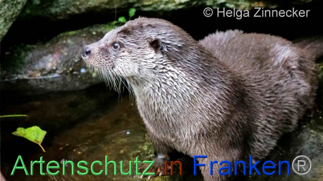© Artenschutz in Franken® / Helga Zinnecker Bild zum Eintrag (1096506-160)