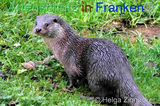 © Artenschutz in Franken® / Helga Zinnecker Bild zum Eintrag (1096508-160)