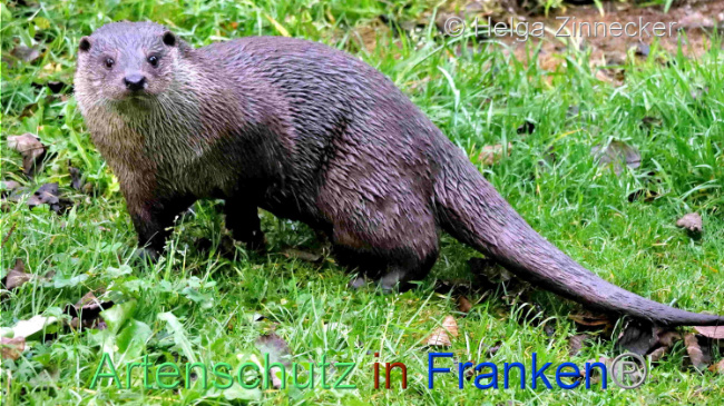 © Artenschutz in Franken® / Helga Zinnecker Bild zum Eintrag (1096510-160)