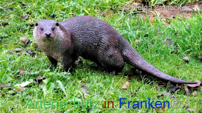 © Artenschutz in Franken® / Helga Zinnecker Bild zum Eintrag (1096512-160)