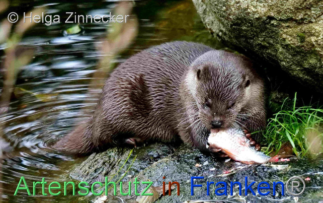 © Artenschutz in Franken® / Helga Zinnecker Bild zum Eintrag (1096513-160)