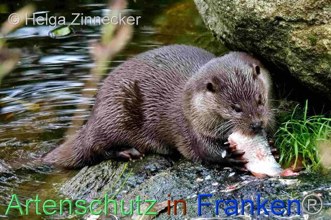 © Artenschutz in Franken® / Helga Zinnecker Bild zum Eintrag (1096516-160)