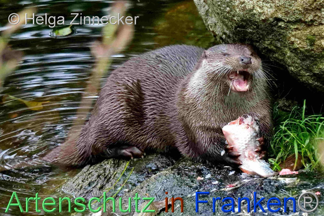 © Artenschutz in Franken® / Helga Zinnecker Bild zum Eintrag (1096517-160)