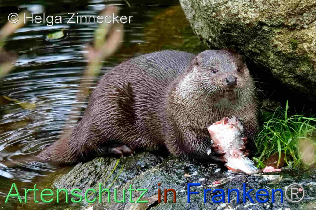 © Artenschutz in Franken® / Helga Zinnecker Bild zum Eintrag (1096518-160)