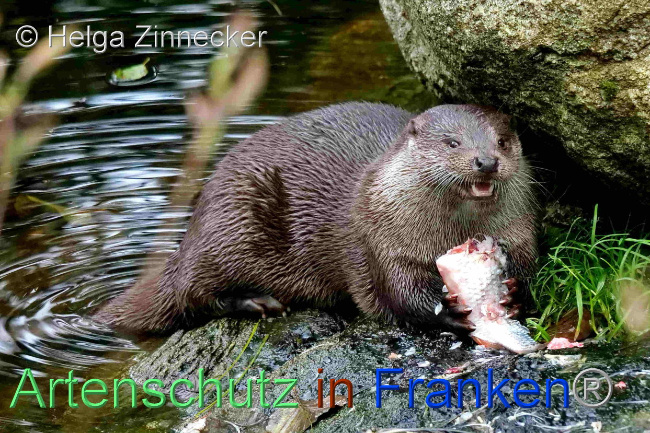 © Artenschutz in Franken® / Helga Zinnecker Bild zum Eintrag (1096520-160)