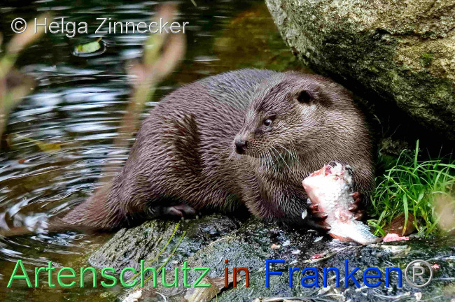 © Artenschutz in Franken® / Helga Zinnecker Bild zum Eintrag (1096521-160)