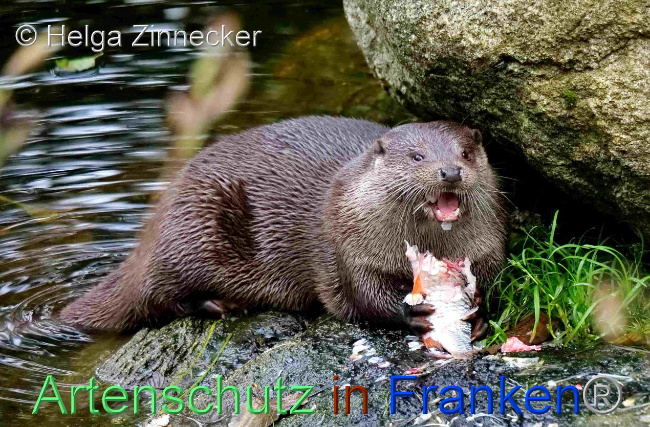 © Artenschutz in Franken® / Helga Zinnecker Bild zum Eintrag (1096526-160)