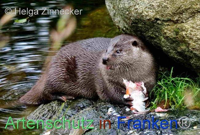 © Artenschutz in Franken® / Helga Zinnecker Bild zum Eintrag (1096527-160)