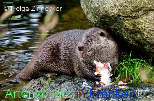 © Artenschutz in Franken® / Helga Zinnecker Bild zum Eintrag (1096528-160)