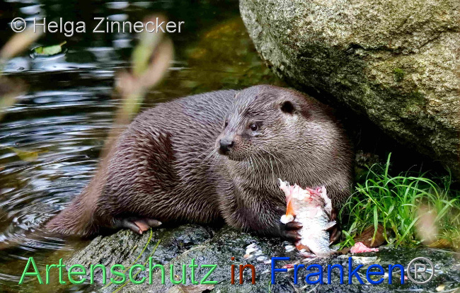 © Artenschutz in Franken® / Helga Zinnecker Bild zum Eintrag (1096530-160)