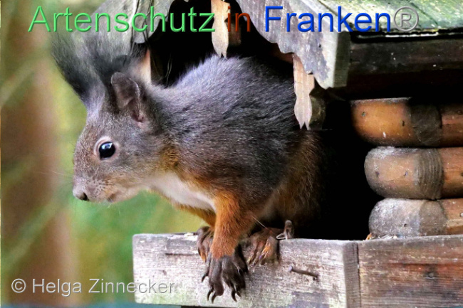 © Artenschutz in Franken® / Helga Zinnecker Bild zum Eintrag (1096545-160)