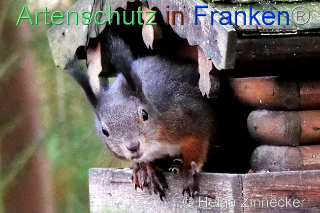 © Artenschutz in Franken® / Helga Zinnecker Bild zum Eintrag (1096546-160)