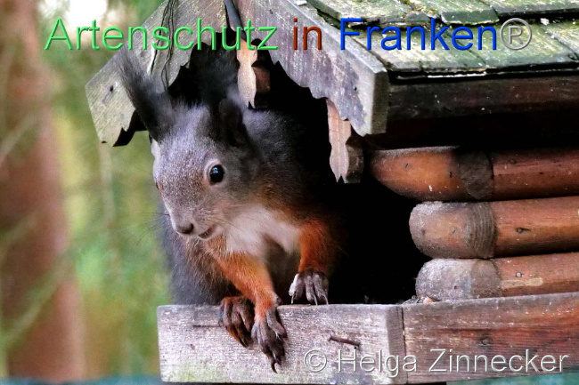 © Artenschutz in Franken® / Helga Zinnecker Bild zum Eintrag (1096547-160)