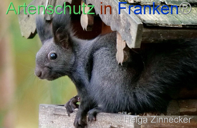 © Artenschutz in Franken® / Helga Zinnecker Bild zum Eintrag (1096549-160)