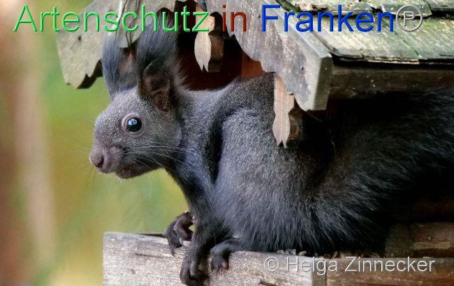 © Artenschutz in Franken® / Helga Zinnecker Bild zum Eintrag (1096550-160)