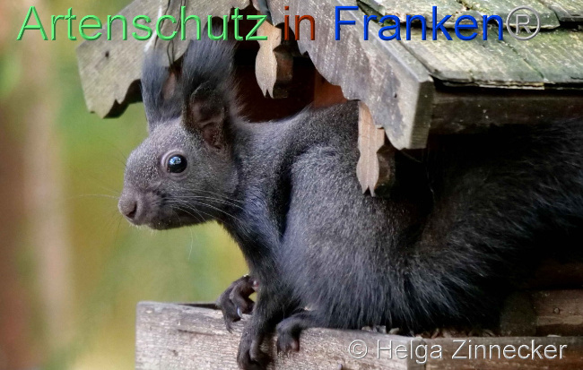 © Artenschutz in Franken® / Helga Zinnecker Bild zum Eintrag (1096551-160)