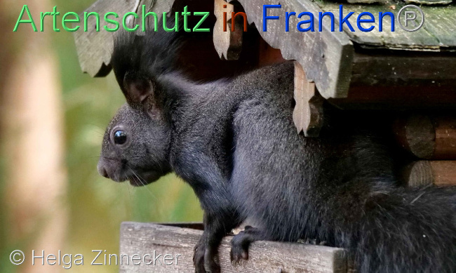 © Artenschutz in Franken® / Helga Zinnecker Bild zum Eintrag (1096554-160)