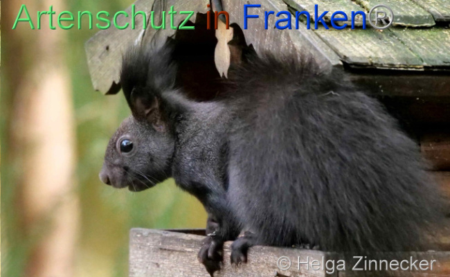 © Artenschutz in Franken® / Helga Zinnecker Bild zum Eintrag (1096555-160)
