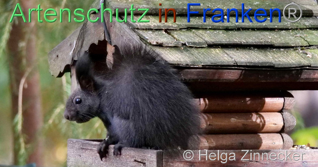 © Artenschutz in Franken® / Helga Zinnecker Bild zum Eintrag (1096556-160)