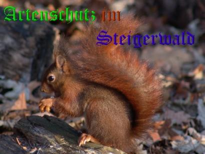 Copyright AiS / Eichhörnchenschutz Bild zum Eintrag (1096563-160)