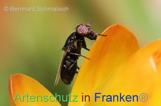 © Artenschutz in Franken® / Bernhard Schmalisch Bild zum Eintrag (1096628-160)