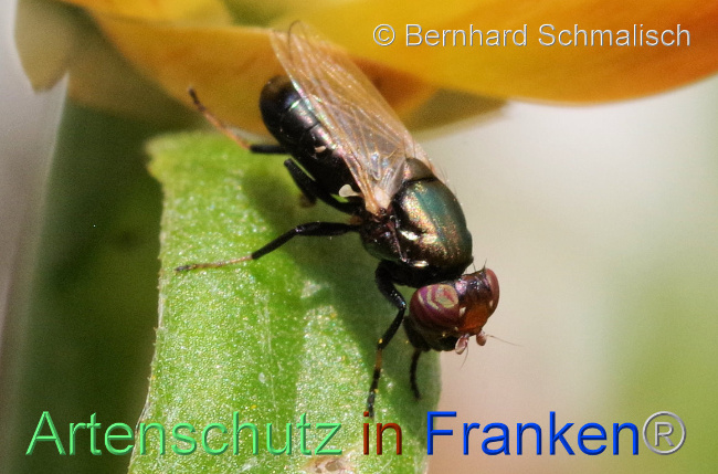 © Artenschutz in Franken® / Bernhard Schmalisch Bild zum Eintrag (1096629-160)