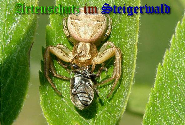 Copyright AiS- Albert Meier Bild zum Eintrag (1096767-160)