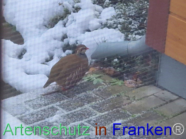 © Artenschutz in Franken® Bild zum Eintrag (1096930-160)