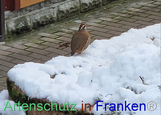 © Artenschutz in Franken® Bild zum Eintrag (1096931-160)