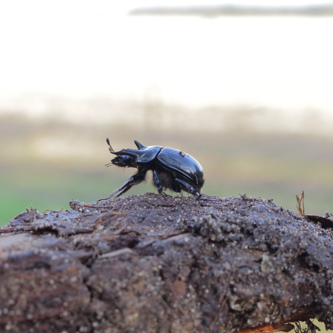 © Alexander Gödecke/NABU-naturgucker.de Bild zum Eintrag (1097024-160)