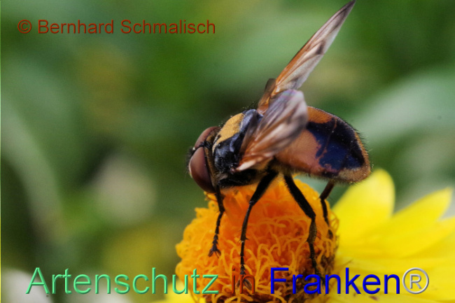 © Artenschutz in Franken® / Bernhard Schmalisch Bild zum Eintrag (1097126-160)