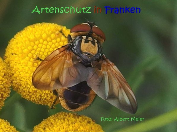 Copyright AiS Albert Meier Bild zum Eintrag (1097128-160)