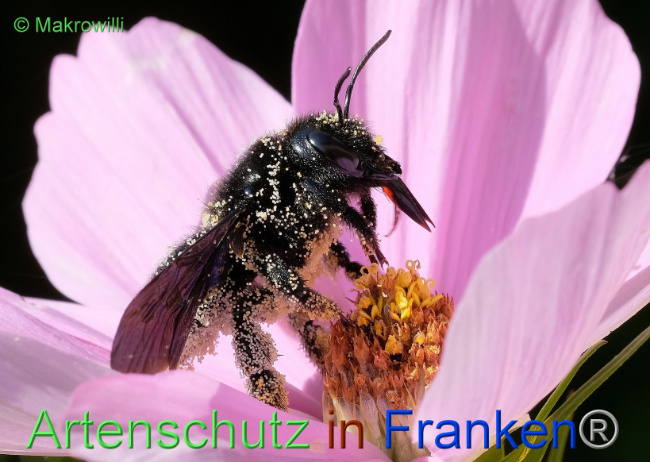 © Artenschutz in Franken® / Makrowilli Bild zum Eintrag (1097661-160)
