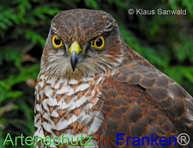 © Artenschutz in Franken® / Klaus Sanwald Bild zum Eintrag (1097973-160)