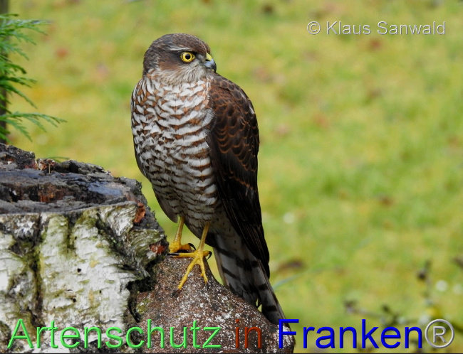 © Artenschutz in Franken® / Klaus Sanwald Bild zum Eintrag (1097974-160)