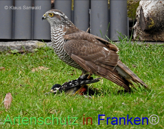 © Artenschutz in Franken® / Klaus Sanwald Bild zum Eintrag (1098009-160)
