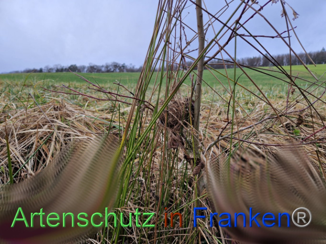 © Artenschutz in Franken® Bild zum Eintrag (1098321-160)