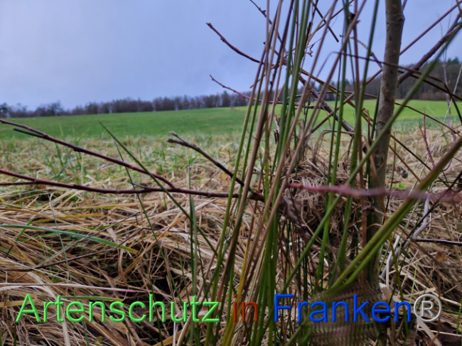 © Artenschutz in Franken® Bild zum Eintrag (1098322-160)