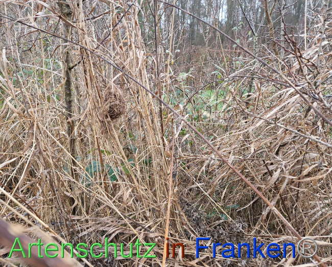 © Artenschutz in Franken® Bild zum Eintrag (1098325-160)