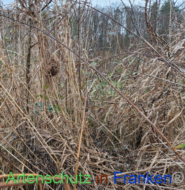 © Artenschutz in Franken® Bild zum Eintrag (1098329-160)