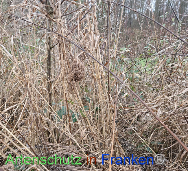 © Artenschutz in Franken® Bild zum Eintrag (1098330-160)