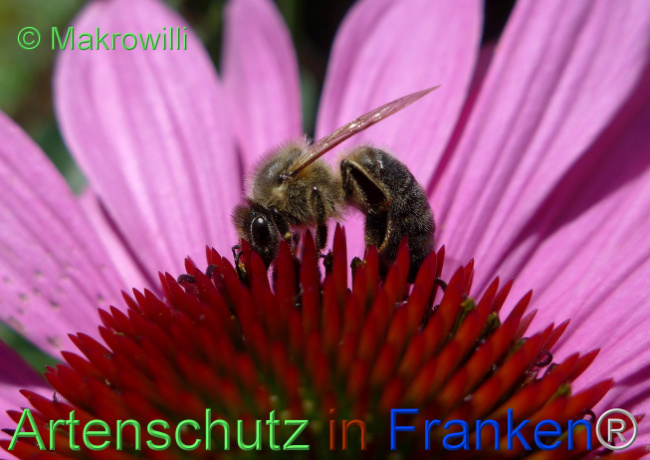 © Artenschutz in Franken® / Makrowilli Bild zum Eintrag (1098469-160)
