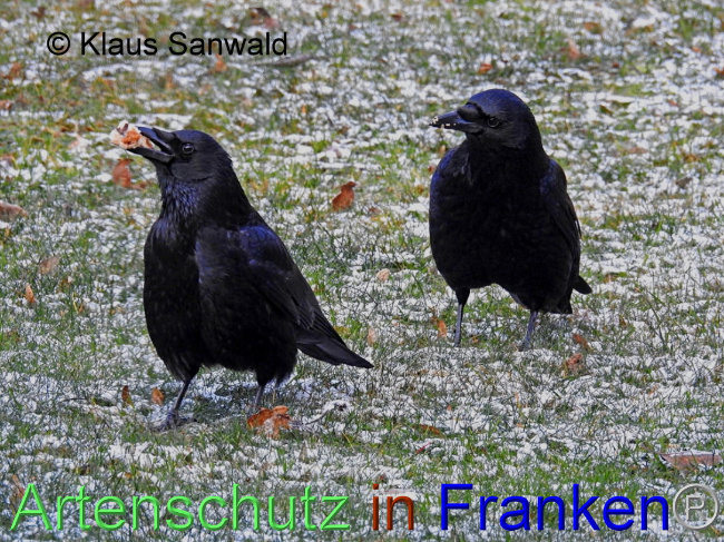 © Artenschutz in Franken® / Klaus Sanwald Bild zum Eintrag (1098850-160)