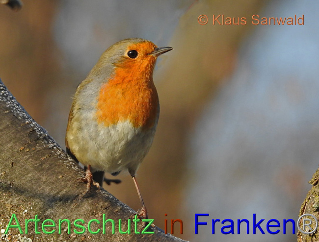 © Artenschutz in Franken® / Klaus Sanwald Bild zum Eintrag (1098856-160)