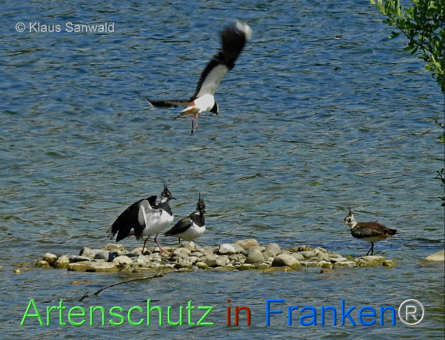 © Artenschutz in Franken® / Klaus Sanwald Bild zum Eintrag (1098955-160)
