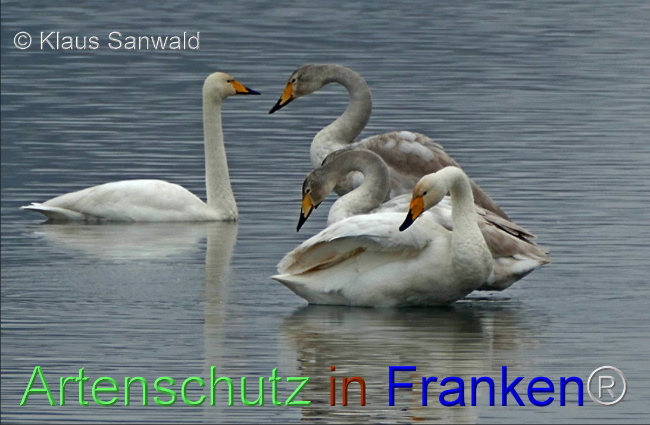 © Artenschutz in Franken® / Klaus Sanwald Bild zum Eintrag (1099097-160)