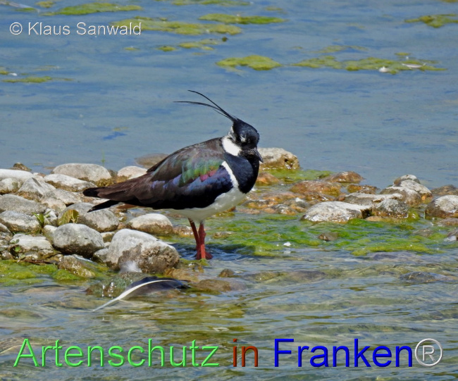 © Artenschutz in Franken® / Klaus Sanwald Bild zum Eintrag (1099122-160)