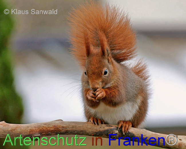 © Artenschutz in Franken® / Klaus Sanwald Bild zum Eintrag (1099131-160)
