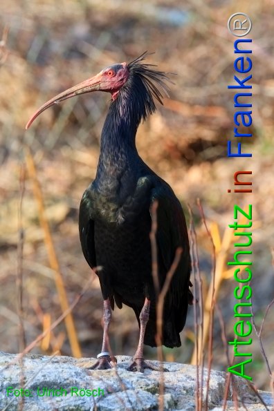 Copyright AiF Ulrich Rösch Bild zum Eintrag (1099418-160)