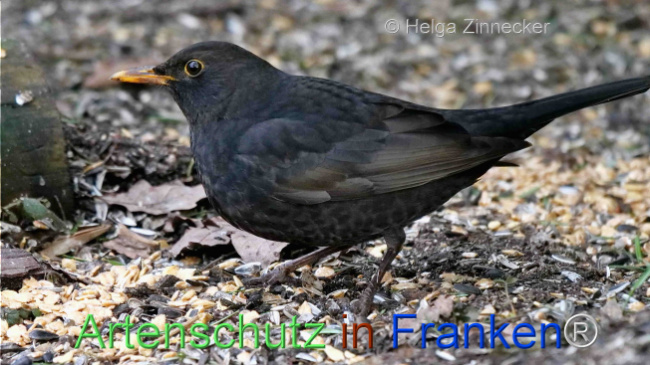 © Artenschutz in Franken® / Helga Zinnecker Bild zum Eintrag (1099651-160)